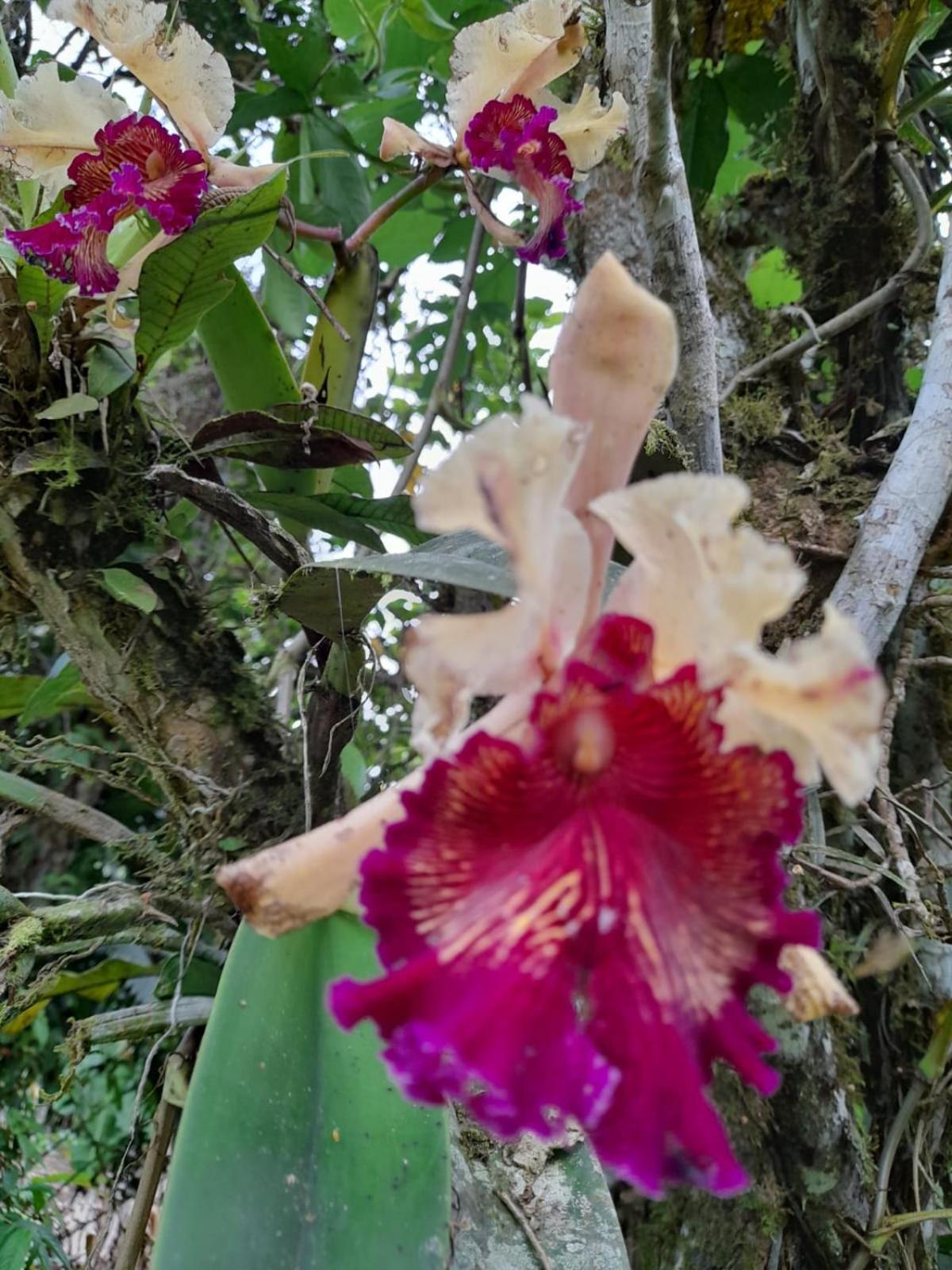 Corredores Del Pacuare La Suiza ภายนอก รูปภาพ
